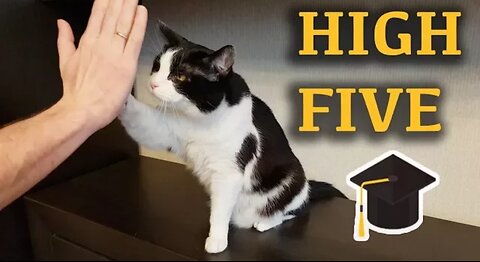 Cat Lesson "Give Me High Five"