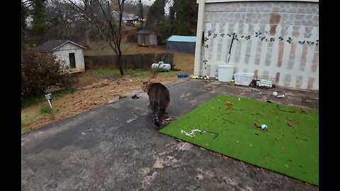 🦅 Testing the replacement Avata by chasing Waldo around the yard 🦅