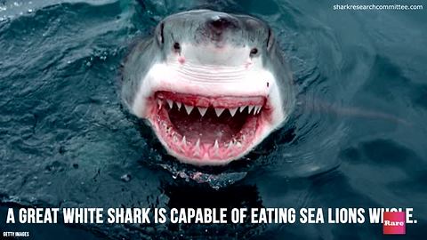 Eating Habits of the Great White Shark