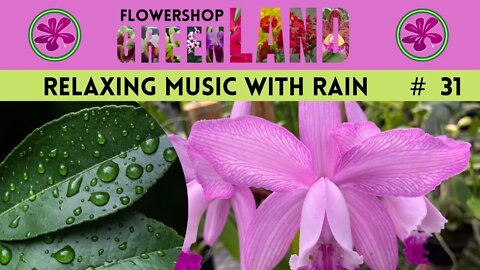 Relax # 31 | More than 1 hour | Relaxing music with rain | Brazil's orchid collections