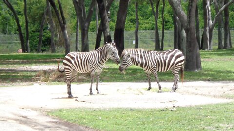 Disney's Animal Kingdom Lodge and Breakfast Buffet at Boma - Flavors of Africa