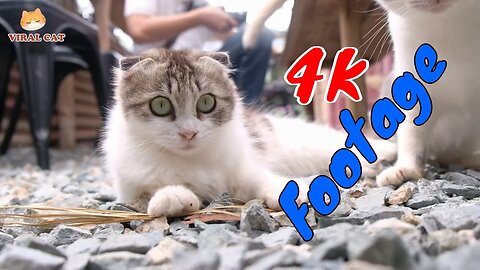 4K Quality Animal Footage - Cats and Kittens Beautiful Scenes| Viral Cat