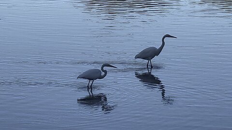 White Egrets feeding at Humber River Toronto