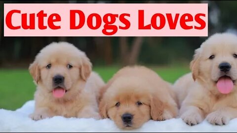 Cute Dogs Loves || Animal Lover || Dog Lover,Animal Lover Status,Cute Dogs Animal Lover