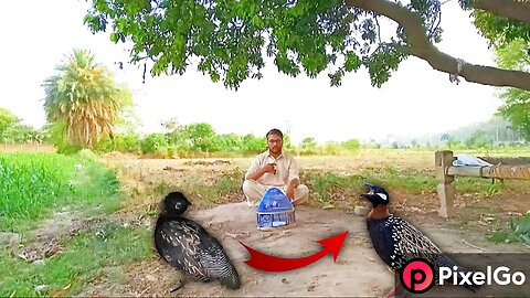 Kala Nar Teetar Awaaz Mast Kala Tetar Awaaz Kala titar Ka Awaz Male BlackFrancolin Voice Partridge 👌