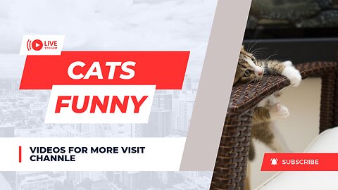 Funny cats 2023 new videos comp - funny cats funny pets