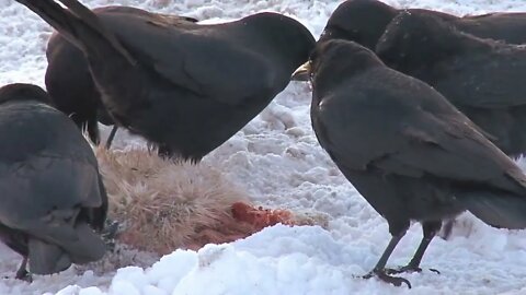 Flock of Crows Eating Dead Hare