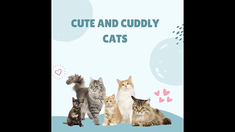 cute and cuddly cats