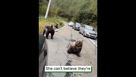 Road Becomes Bear Lounge #viralclips #viralvideos