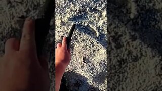 Metal Detecting Florida Beach • Equinox Detector • Silver #shorts