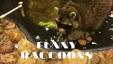 Funny raccoons are the funniest animals in the world.