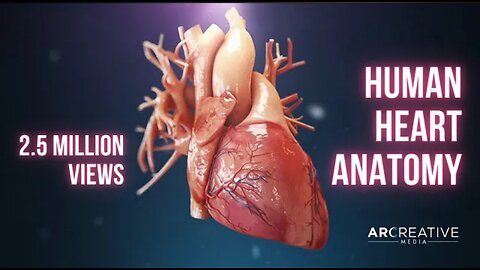 Human Heart Anatomy 3D Medical Animation ❤