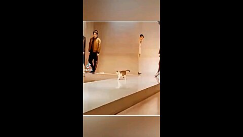 cat Walk