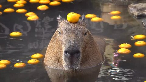 Capybara THE COOLEST animal in the WORLD