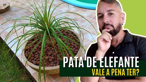 Como mudar a Pata de Elefante de vaso - Dicas e Cuidados