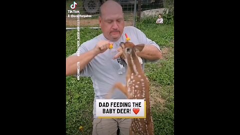 Dad feeding the baby dear