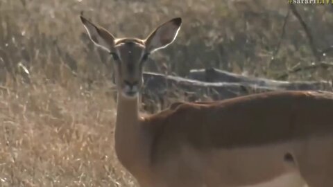 June 23, 201-7 Sunrise- The Antelope are filling the area Look! A Unicorn!