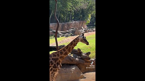 Palm Tree Paradise: Majestic Giraffes Roaming in Tropical Bliss! 🌴🦒 #WildlifeOasis