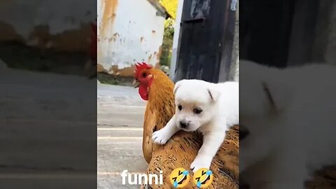 devendra kumar #hen or puppy #comedy #funni #video #viral #viralvideo #shorts #short #shortvideo #dk