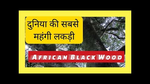 दुनिया की सबसे महंगी लकड़ी. African Black Wood The Costliest Wood In the World