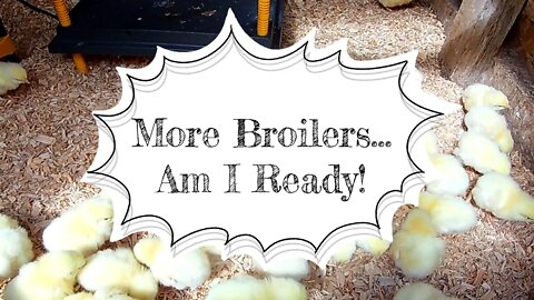 More Broilers ... Am I Ready!