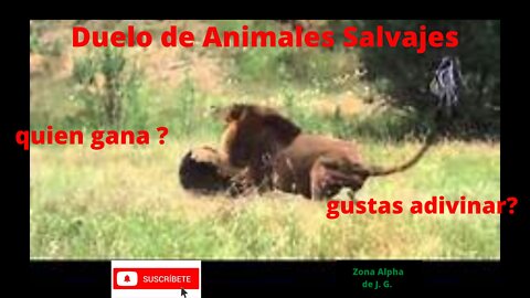 peleas entre animales salvajes.