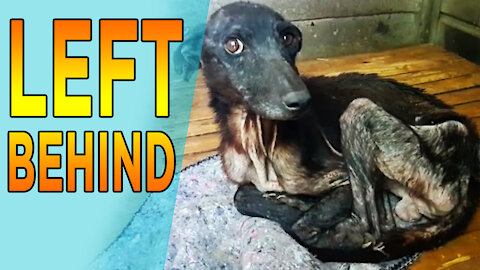 Unbelievable Rescues of Suffering Dogs Who Got Another Chance