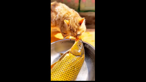 Funny Cats and Kittens Meowing Compilation. Cat Video