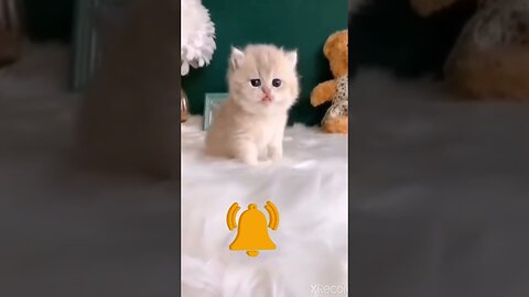 The cutest and cutest baby cats in the world