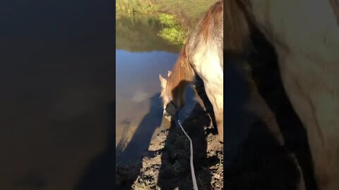 Remembering Arthur: his last drink from the creek 🥲💔