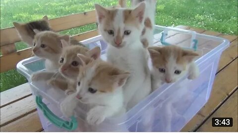 Kittens meowing (too much cuteness) - All talking at the same time #Cutecat #Cat #funny