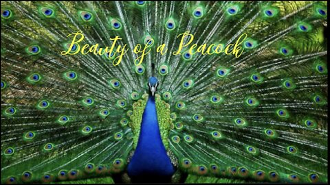 The beauty and sounds of a Peafowl (Peacock)