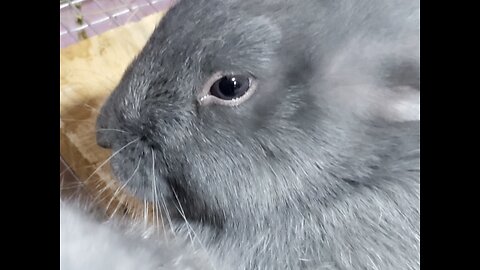 Cute Baby Blue Bunnies Playing - Silver Fox Rabbits