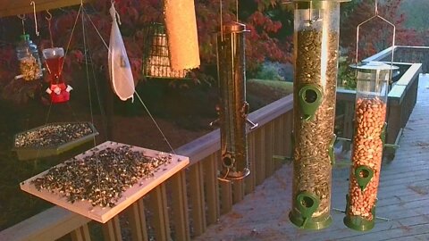 Live Oct 24 2021 Bird Feeder in Asheville NC. In the mountains