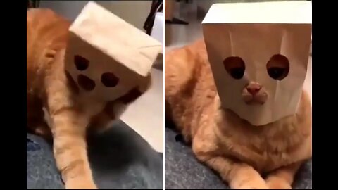 A cute cat is playing with a paper bag with a face painted on it|