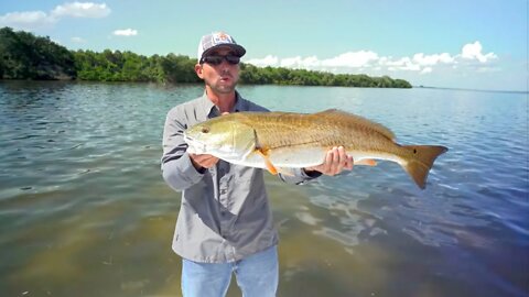 Flats Fishing Tampa Bay Redfish Schools - BIG REDS ONLY!