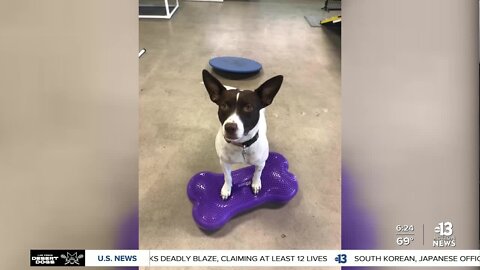 Pet of the week: Renata