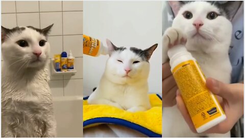 Probably the most obedient cat. | cat grooming | cat bath