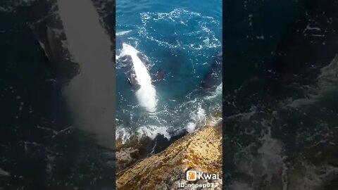 Orcas cassando uma arraia! #orcas #mar #caça #baleia