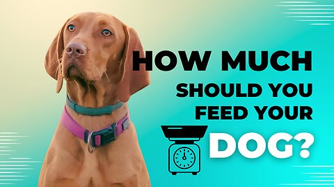 Healing Your Pet #3: How much should you feed your dog?