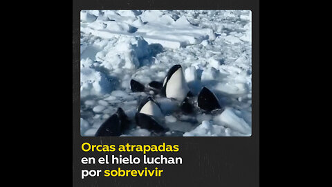 Orcas atrapadas en el hielo luchan por sobrevivir y el tiempo juega en contra