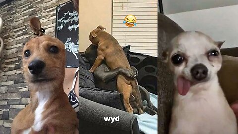 Dogs Videos But Try Not To Laugh🤣😂