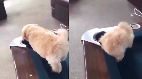 Puppy Falls into Pool Table