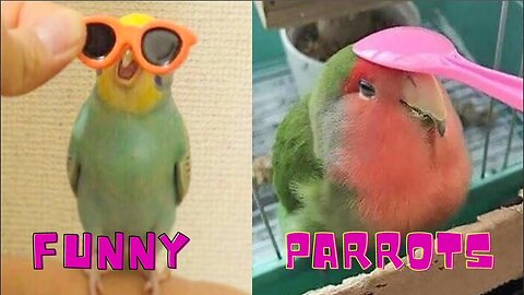 funny parrots videos | funny amazon parrot | parrots