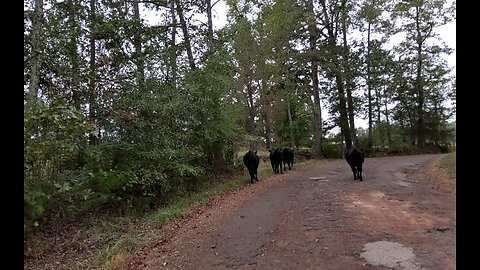 Traffic Jam in avast Texas