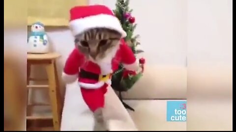 funny cats enjoy Christmas