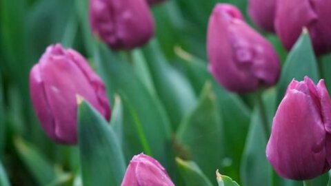 Flowers and their effortless connection to the light