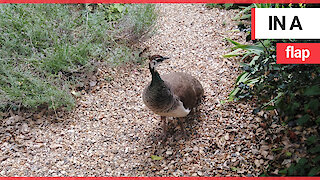 Residents left in a flap over an escaped peacock