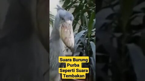 Suara Burung Purba Seperti Tembakan #hewanunik #hewanpurba #suaraburung