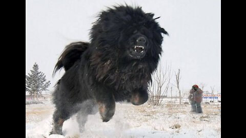 VIRAL DOG of TIK TOK TIBETAN MASTIFF